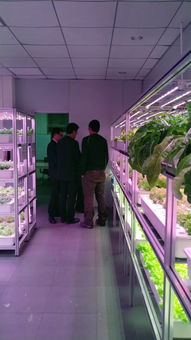 植物工廠(chǎng)高效生產(chǎn)技術(shù)交流會(huì)（e光農(nóng)場(chǎng)站）技術(shù)咨詢(xún)紀(jì)要